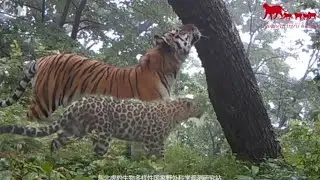 Siberian tiger and Amur leopard