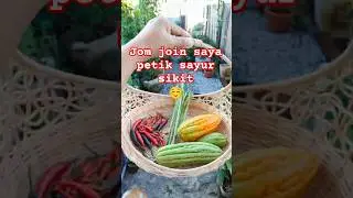 Harvest #berkebundirumah #backyardgarden #homegrown #gardening #shorts #ytshorts #vegetables