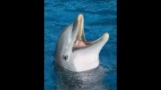 Ocean Puns- Pun Intentional