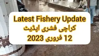 latest Fish price update Karachi Fisheries Pakistan biggest Fish Market update Karachi Fisheries