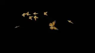this is camerons butterfly overlay!