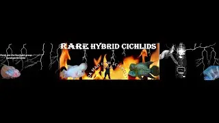 rare hybrid cichlid preview video