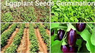 How To Germinate Eggplant Seeds | Eggplant Seed Germination & Plantation, Aubergine Seed Germination
