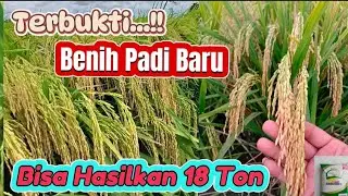 New Rice Seed Yields 18 Tons