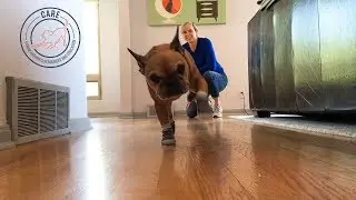 What about Pawks? Dog socks unboxing video.