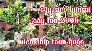 c&acirc;y siro bonsai v&agrave; c&acirc;y lua 200k  . Ac hợp &yacute; LH kim Quy&ecirc;n