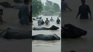 #FloodVideo #DisasterFootage #BreakingWeather #NatureStorm #WeatherAlert #SevereFlood #travel