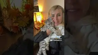 #ИсторияЛюбви #CatStory #КошачьяЛюбовь #MyCat #ЛюбимаяКошечка #КотыДелаютСчастливей