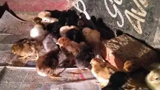 Siruvedai one day old chicks for sale