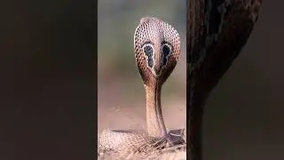 King Cobra 🐍😧