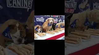 Собаки соревнуются в поедании хот-догов! 🌭🐶🤣 #шорты