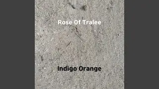 Rose Of Tralee