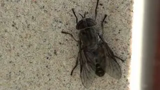 Horse Fly (Tabanidae: Tabanus) on Wall