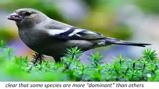knowledgebase || knowledge || female Brownish-grey with white | shoulder patches.