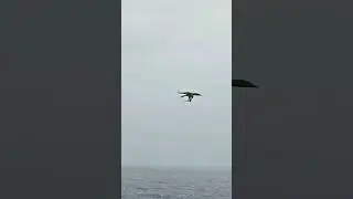 Bird Eating Bird in North Pacific Ocean 😱😱😱