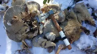 Bukovače po snegu, ASMR sakupljanje gljiva ispod snega i leda u Srbiji, otvaram sezonu 2026te!