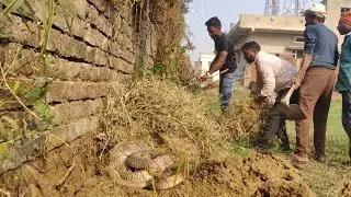 26 साल पुराना कोबरा धरती के कितना नीचे चला गया। फिर देखिए 3 घंटे की कड़ी मसकत के बात अचानक बाहर आया😱