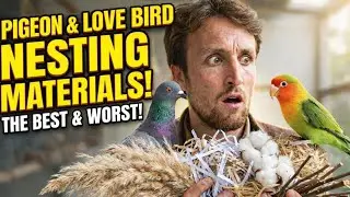 Lovebird bhi nest banane lage😍
