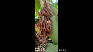 செவ்வாழை வளர்ச்சிக்கு உதவும் நுண்ணூட்ட உரங்கள் #banana #agriculture