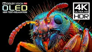 No word can describe it: Best 4K HDR Dolby Vision | (120fps 4K Video)