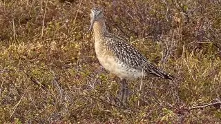 Pfuhlschnepfe - Bar-tailed godwit - [Limosa lapponica]