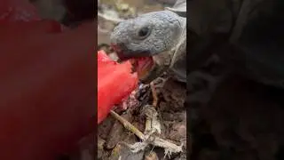 Endangered tortoise eating watermelon.