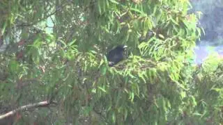 Common Koel bird