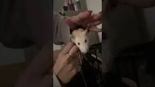 #ratten #funny #naruto #klettern #rate #rats