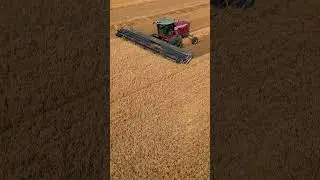 swathing wheat w/ massey  #farming #canadianfarm #wheatharvest