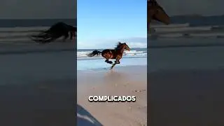 EL CABALLO MUSTANG SALVAJE , EL CABALLO DE CARACTER INDOMABLE 🔥🐎#caballos #caballosfinos #shorts