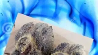 PigeonFly Intro