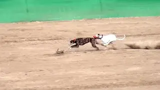 #Dog Coursing Race (25)Dors National club salum 1Dec 2024