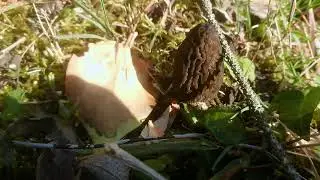 Swiss Morel Hunters 2021 (Morchella elata)