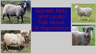 Garrett, Lynda and Kelly talk about their experience sourcing UK Shetland Rams for AI in the US