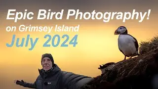Epic Bird photography Adventure: From London to Grimsey Island 2024