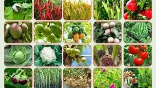 solar trap for all agriculture failed insects & pest control