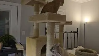 New kitten tree!