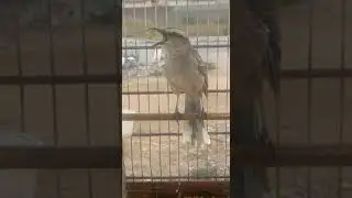 Sabi&aacute; papa- cebo cantando azul&atilde;o