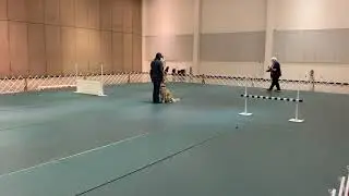Graduate Open - AKC obedience trial at the Tacoma Kennel Club