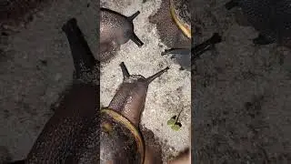 How to daily monitor your snail's growth. #SnailFarming #SmartFarming #HomeFarming