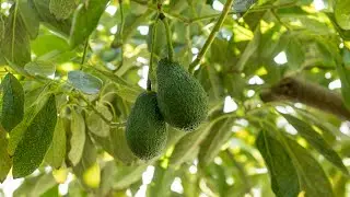 Cultivo Tropical Europeo | CrowdFarming