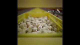 MULTAN ●20RS CHICKEN MEAT PRICE INCREASE IN 1 DAY ● 22/04/22