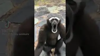 #małpa