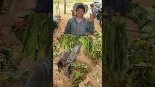 &iexcl;Recogiendo lo &uacute;ltimo de nuestra COSECHA de Tabaco! #elcampovive
