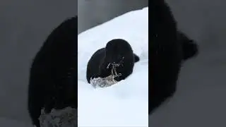 American mink feeds on prey // Норка лакомится добычей #wildlife #птицы
