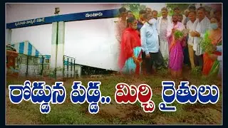 Special Report : రోడ్డున పడ్డ మిర్చి రైతులు || Farmers In Loss With Fake Mirchi Seeds | Guntur