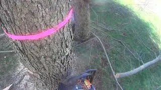 Dropping Cherry Tree pulled by Boxer 322d ECHO CS 590