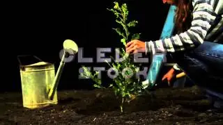 Tree Planting Isolated Black Background HD - Stock Footage