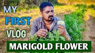 My First Vlog \\ The Big Marigold Flowers Farm \\ Daily Hindi Vlog \\ RMJJ VLOGS