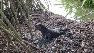 Massive Malayan Water Monitor (Varanus Salvator) Eating A Fish